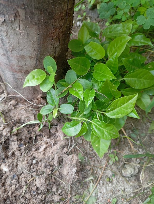 Identificação da planta Cipó-uva por foto