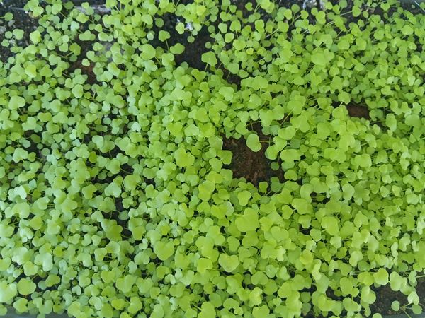 Identificação da planta Queiró por foto