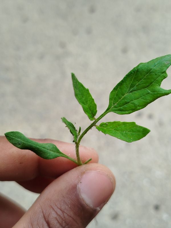 Identificação da planta Tomate por foto