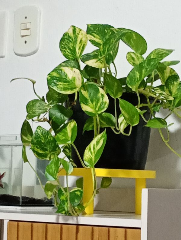 Identificação da planta Jiboia por foto