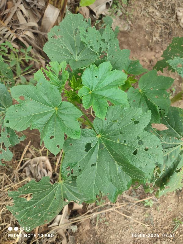 Identificação da planta Quiabo por foto