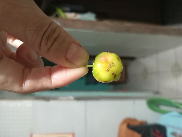 Identificação da planta Acerola por foto