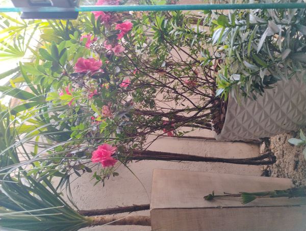 Identificação da planta Azaleia por foto