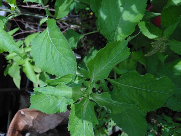 Identificação da planta Alfavaca-de-caboclo por foto