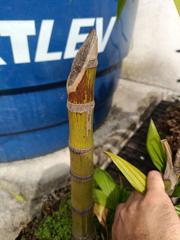 Identificação da planta Canoa por foto