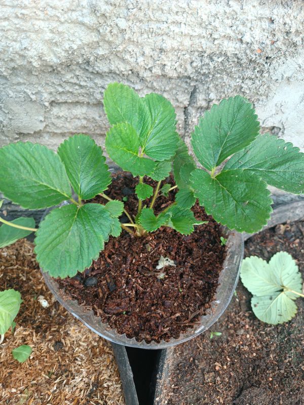 Identificação da planta morangueiro por foto