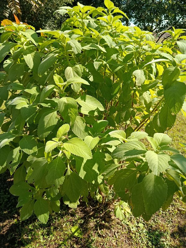 Identificação da planta Boldo por foto