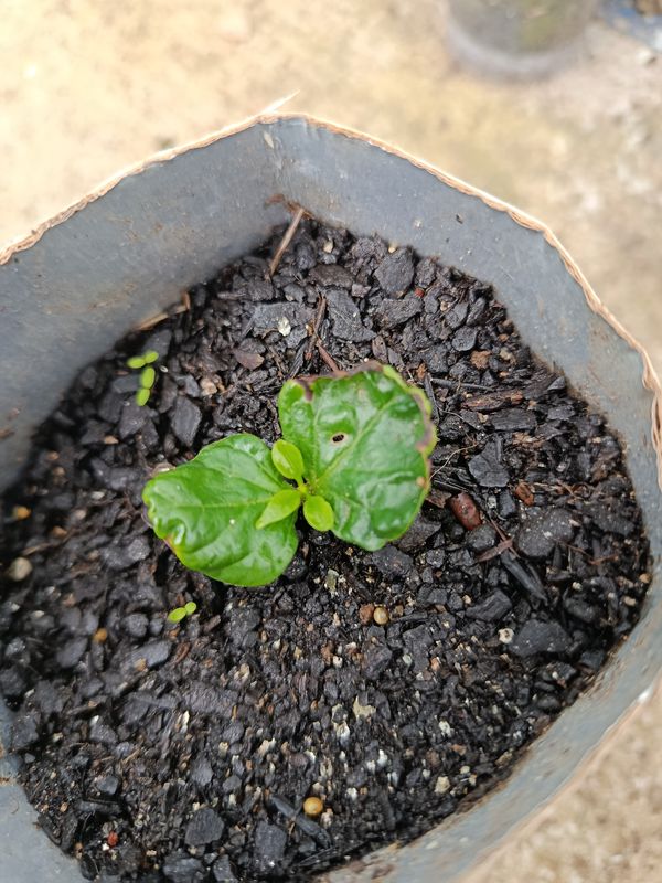 Identificação da planta Pimenta-de-cheiro por foto