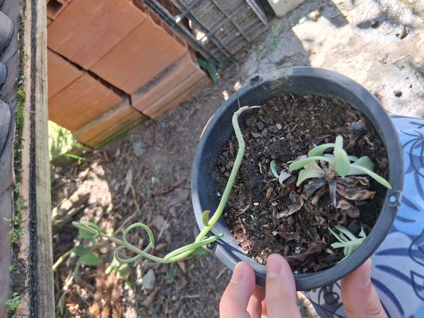 Identificação da planta Senecio anzol por foto