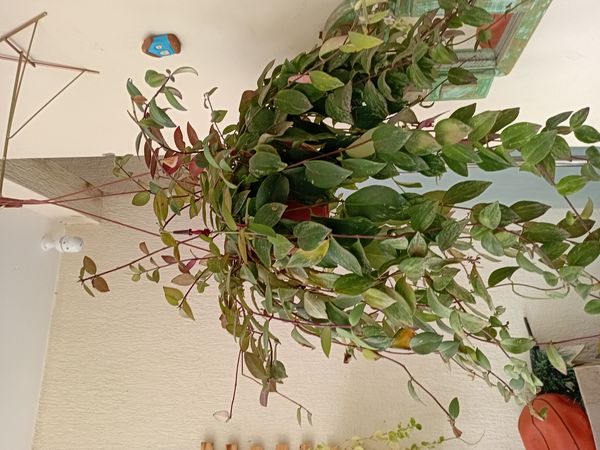 Identificação da planta Língua-de-gato por foto