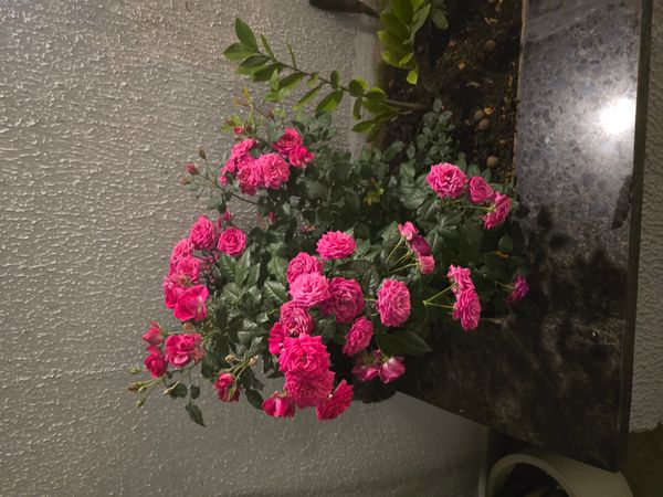 Identificação da planta Rosa Damascena por foto