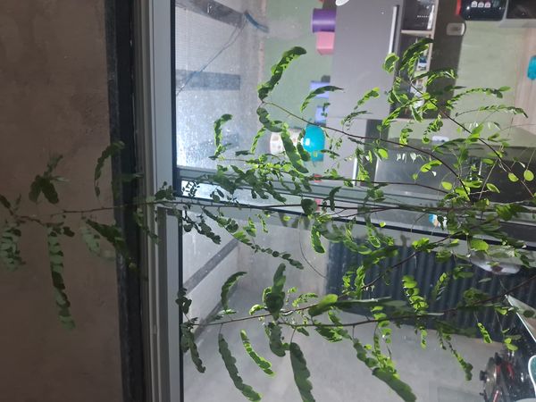 Identificação da planta Quebra-pedra por foto