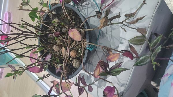Identificação da planta Lambari por foto