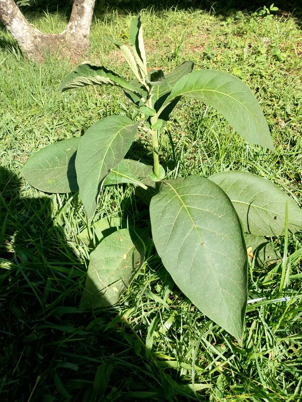 Identificação da planta Fumo-bravo por foto