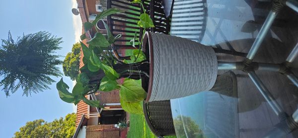 Identificação da planta Jiboia por foto