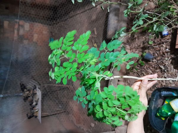 Identificação da planta Moringa por foto