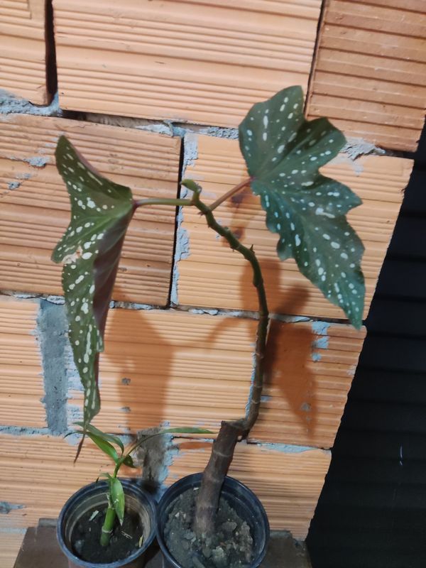 Identificação da planta Begônia por foto