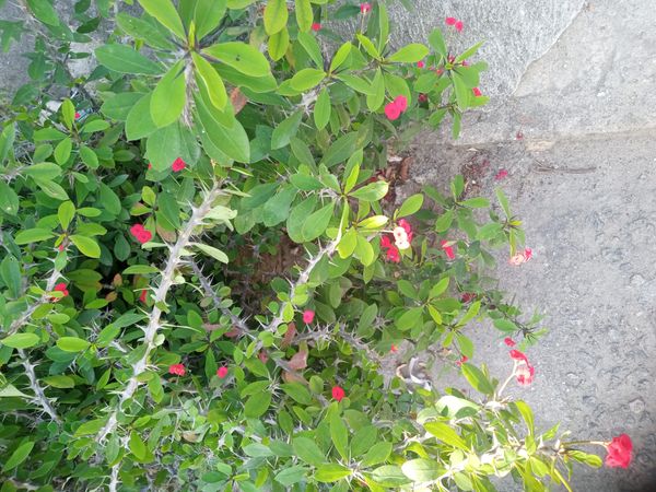 Identificação da planta Coroa-de-Cristo por foto