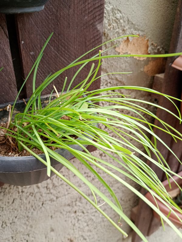 Identificação da planta Cebolinha-chinesa por foto