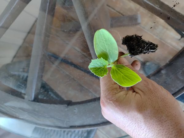 Identificação da planta Pepino por foto