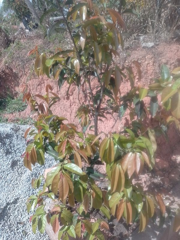 Identificação da planta Graviola por foto
