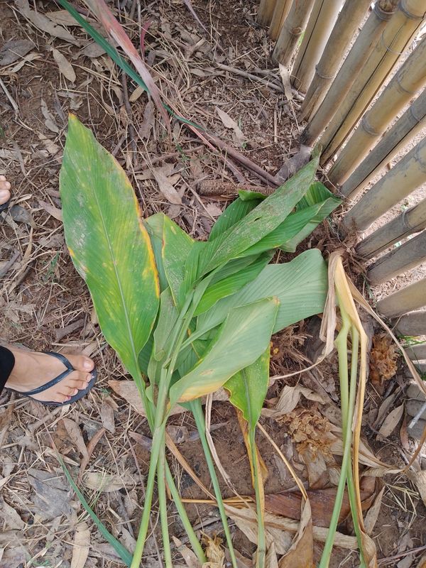 Identificação da planta Cúrcuma por foto