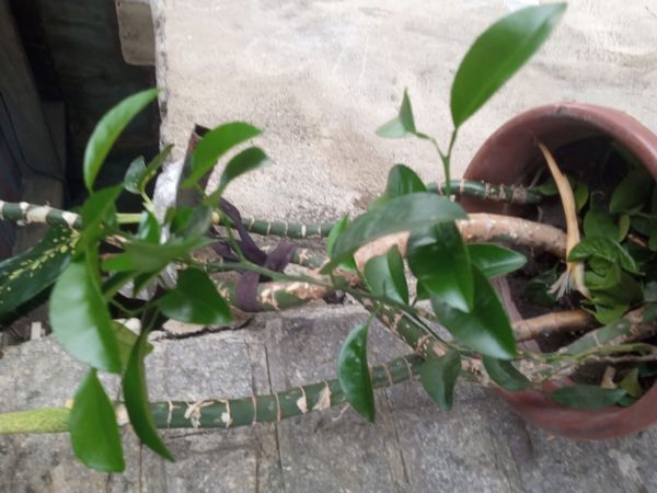 Identificação da planta Mexerica por foto