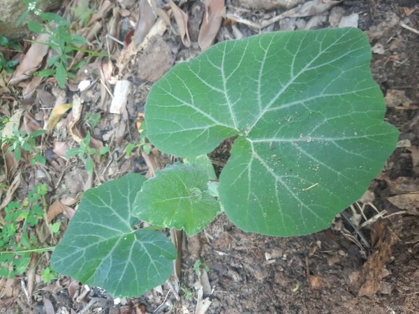 Identificação da planta Abóbora moranga por foto