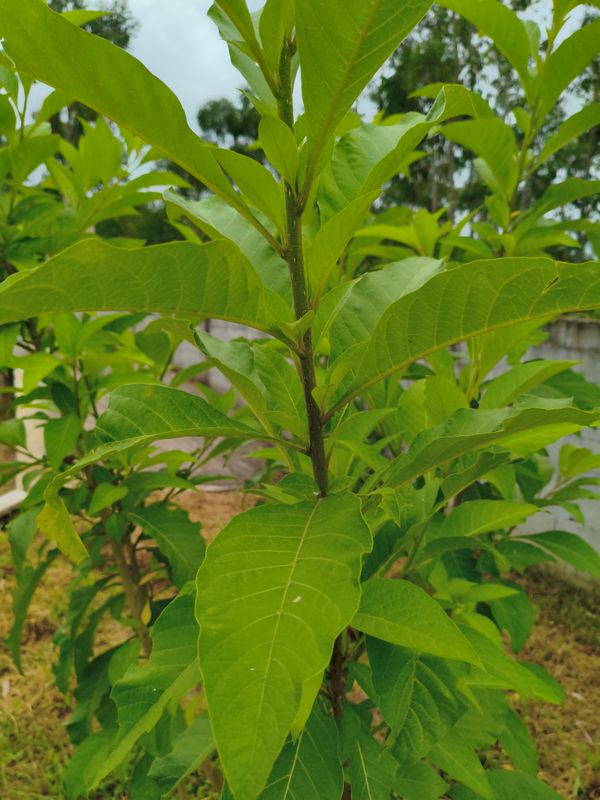 Identificação da planta Fruta de sabiá por foto