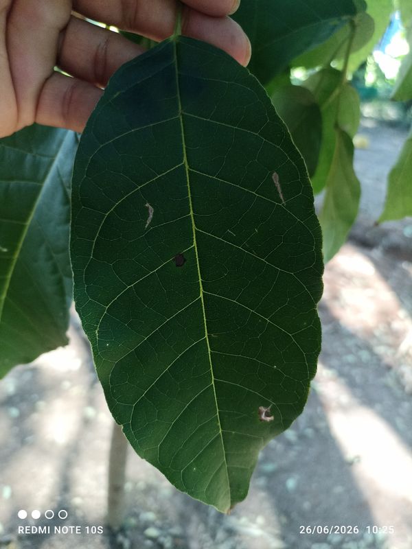 Identificação da planta Guabiroba por foto