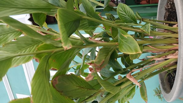 Identificação da planta Gengibre-vermelho por foto