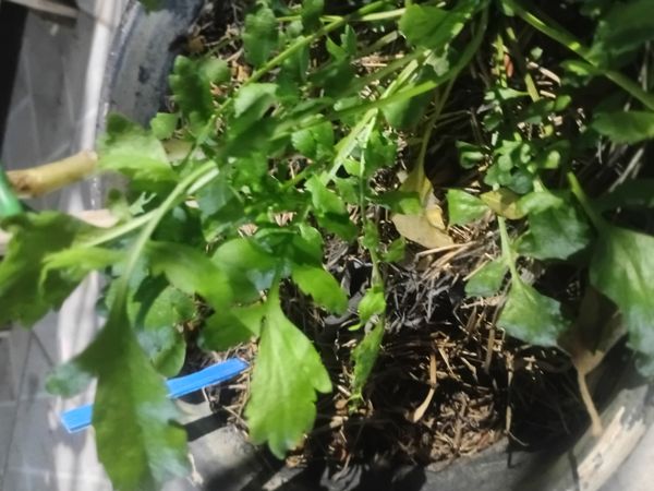 Identificação da planta Agrião por foto