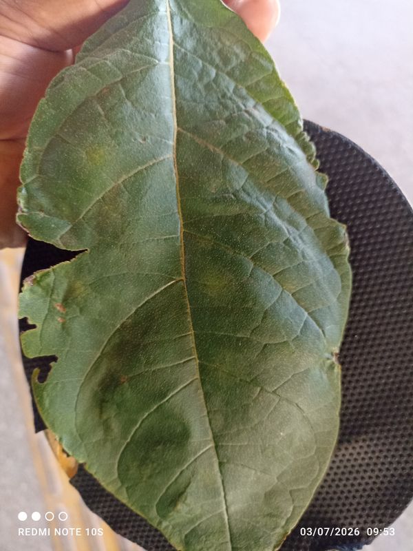 Identificação da planta Louro-bravo por foto
