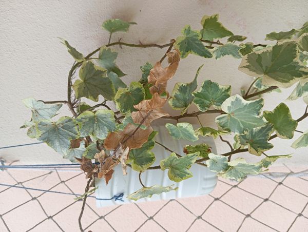 Identificação da planta Hera-argelina por foto