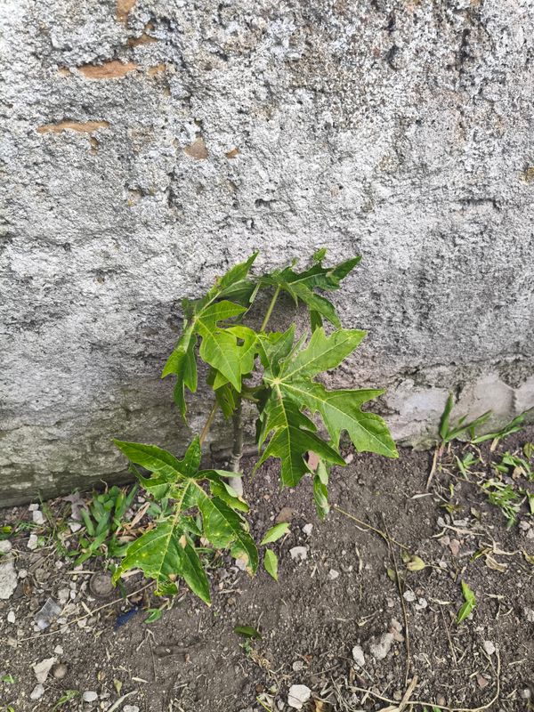 Identificação da planta Mamão por foto