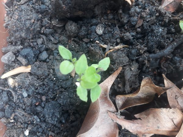 Identificação da planta Pimenta-de-cheiro por foto