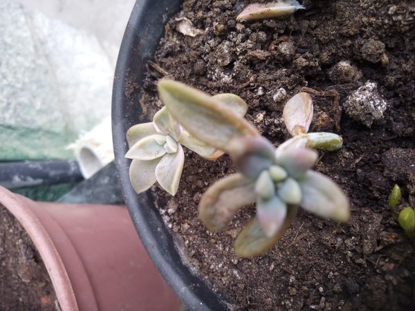Identificação da planta Rabo-de-burro por foto