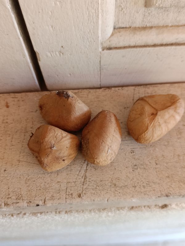 Identificação da planta Andiroba por foto