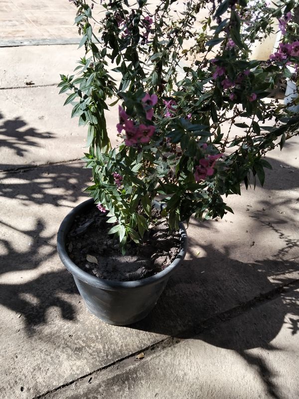 Identificação da planta Angelônia por foto