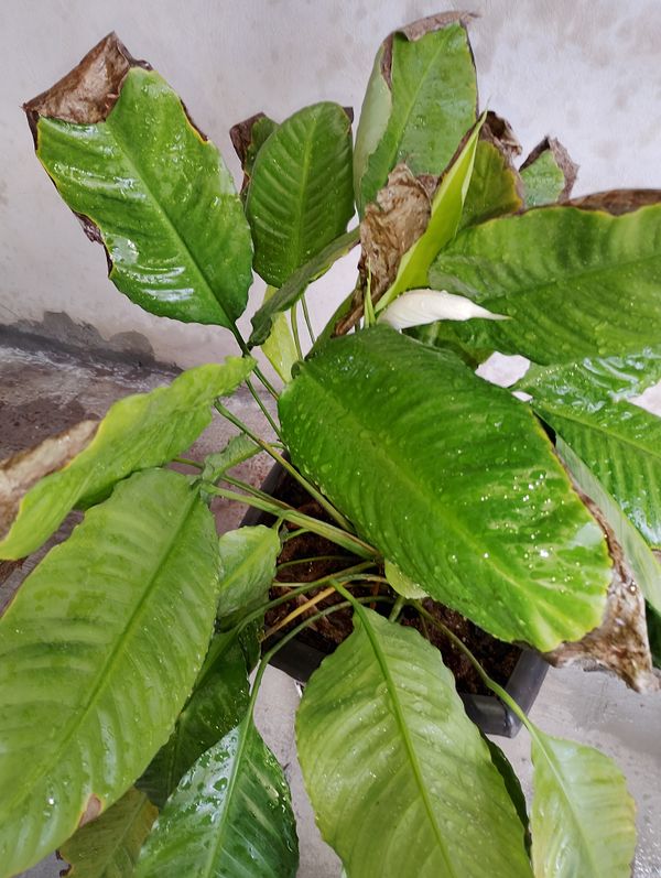 Identificação da planta Lírio da paz por foto