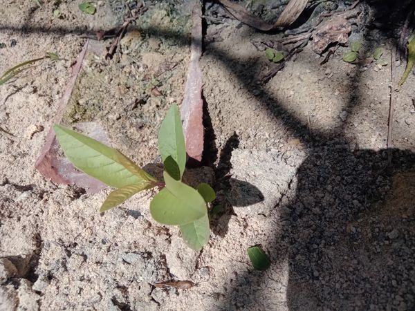 Identificação da planta Goiabeira por foto