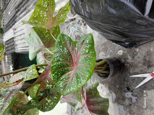 Identificação da planta Tinhorão por foto