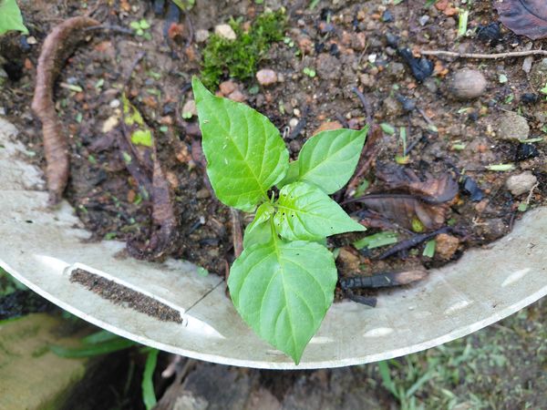 Identificação da planta Pimenta-de-cheiro por foto