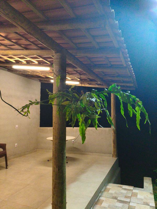 Identificação da planta Dama-da-Noite ou Cacto-Orquídea por foto
