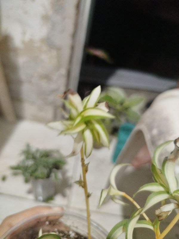 Identificação da planta Samambaia-americana por foto