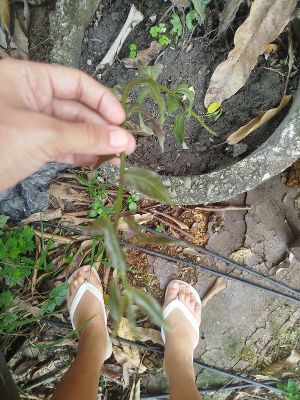 Identificação da planta Cajá-manga por foto