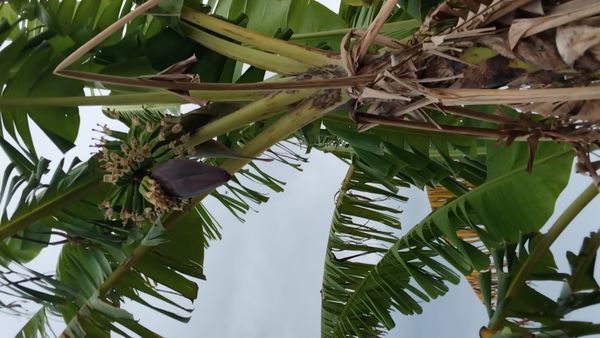 Identificação da planta Bananeira por foto