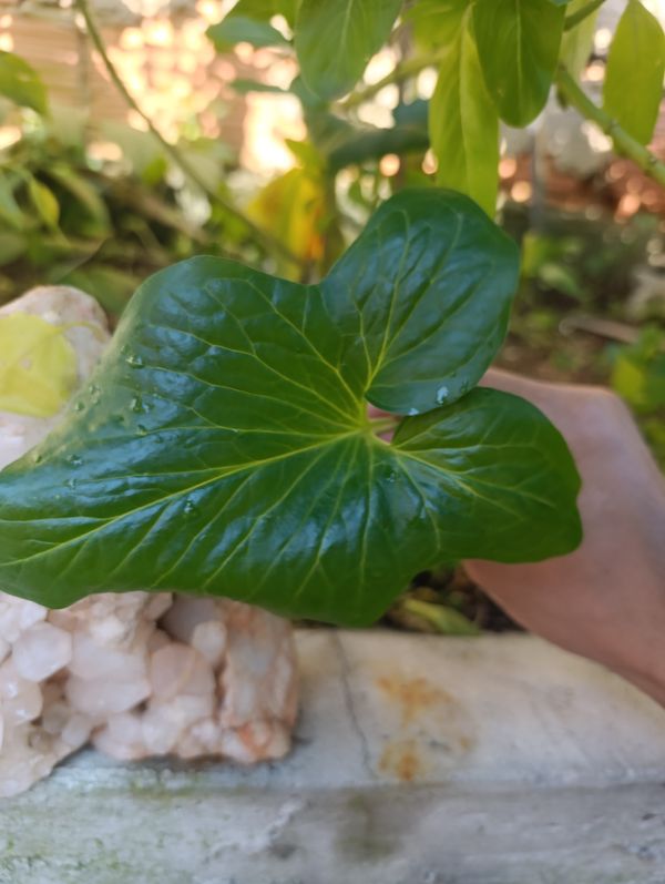 Identificação da planta Antúrio taça de vinho por foto