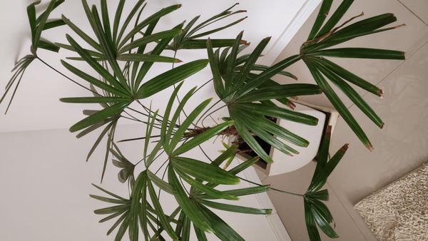 Identificação da planta Palmeira-ráfis por foto