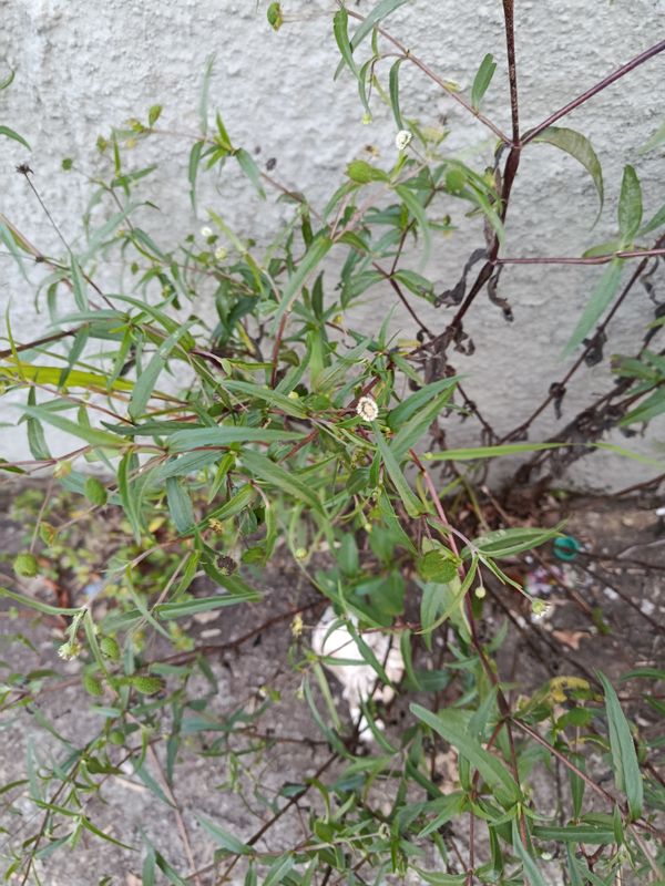 Identificação da planta Erva botão por foto